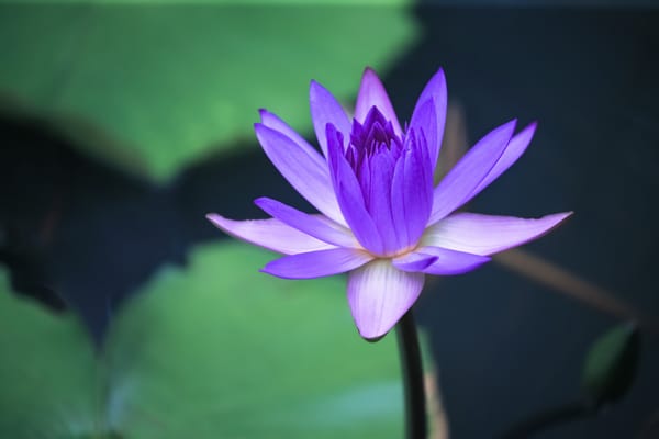 Обои Water Lilies, красивые цветы, цветок, флора, водяная красавица, водяная лилия, водоём, цветы, красивый цветок, водяные лилии