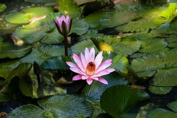 Обои Water Lilies, цветы, красивые цветы, водяная красавица, водяная лилия, цветок, водоём, водяные лилии, флора, красивый цветок