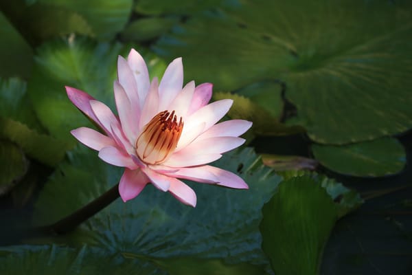 Обои Water Lilies, красивый цветок, флора, водяная лилия, водяная красавица, цветок, красивые цветы, водоём, водяные лилии, цветы