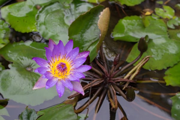 Обои Water Lilies, водяная красавица, водоём, водяная лилия, цветок, цветы, флора, красивые цветы, красивый цветок, водяные лилии
