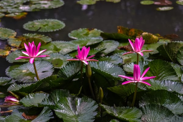 Обои Water Lilies, красивый цветок, цветы, цветок, водоём, водяная лилия, красивые цветы, водяные лилии, флора, водяная красавица