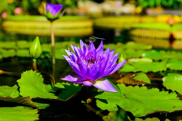 Обои Water Lilies, водяная красавица, водяная лилия, флора, красивые цветы, водоём, цветы, водяные лилии, красивый цветок, цветок