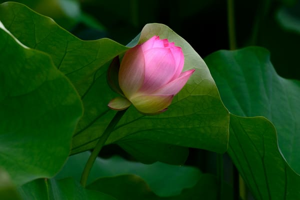 Обои Lotus, водяная красавица, флора, красивый цветок, водоём, цветы, лотос, цветок, лотосы, красивые цветы