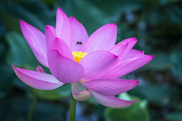 Обои Lotus, цветок, лотосы, красивый цветок, цветы, флора, водяная красавица, водоём, красивые цветы, лотос