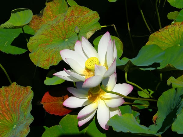 Обои Lotus, водоём, красивый цветок, водяная красавица, красивые цветы, лотос, флора, лотосы, цветок, цветы