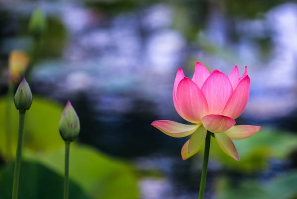 Обои Lotus, флора, водяная красавица, цветы, водоём, лотос, цветок, красивые цветы, лотосы, красивый цветок