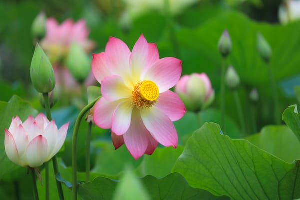 Обои Lotus, водяная красавица, лотосы, цветок, водоём, лотос, красивый цветок, флора, красивые цветы, цветы