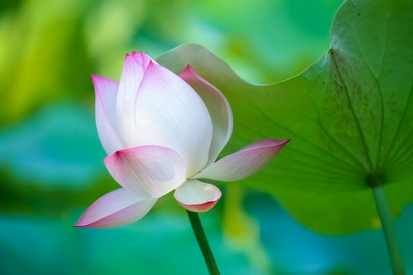 Обои Lotus, водяная красавица, красивый цветок, флора, красивые цветы, лотосы, водоём, цветы, цветок, лотос