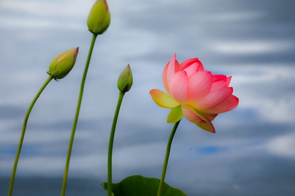 Обои Lotus, красивый цветок, водоём, красивые цветы, лотос, флора, цветок, водяная красавица, лотосы, цветы