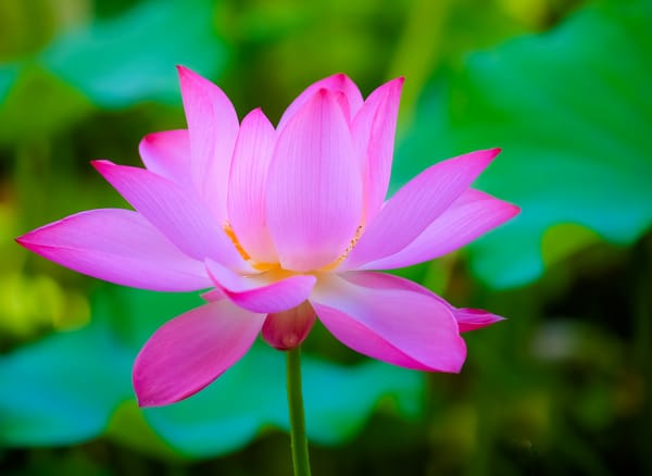 Обои Lotus, флора, водоём, цветок, лотос, водяная красавица, цветы, красивые цветы, красивый цветок, лотосы