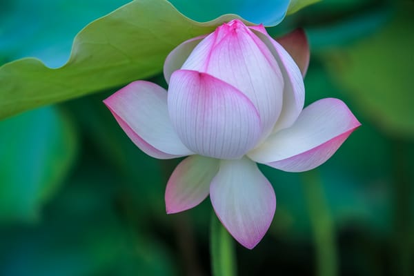 Обои Lotus, красивые цветы, красивый цветок, флора, лотосы, цветы, водоём, лотос, водяная красавица, цветок