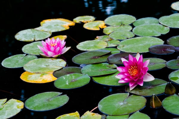 Обои Water Lilies, водоём, красивый цветок, цветы, водяная лилия, цветок, водяные лилии, красивые цветы, флора, водяная красавица