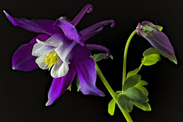 Обои Аквилегия голубая, флора, цветы, Aquilegia Caerulea, чёрный, цветок