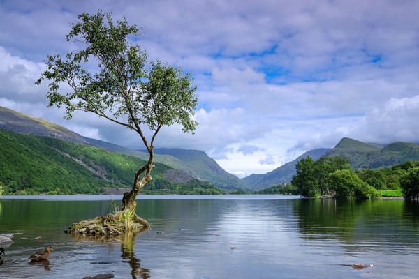 Обои Ллин Падарн, Llanberis, Lonetree горы, вода, Сноудония, озеро, пейзаж, Северный Уэльс, дерево