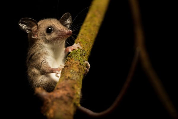 Обои мышиный опоссум, Mouse opossum, Marmosa murina