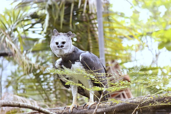 Обои южноамериканская, Harpy Eagle, гарпия