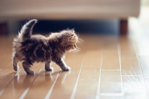 Обои кошка, котенок, пол, Daisy, паркет, Benjamin Torode, Ben Torode