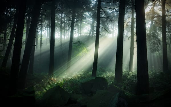 Обои Великобритания, деревья, Pinewoods, полумрак, Matlock, трава, лучи солнца, камни, лес