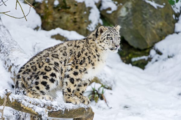 Обои кошка, котенок, ©Tambako The Jaguar, зима, снег, ирбис, снежный барс