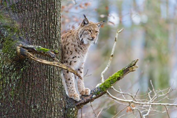 Обои кошка, рысь, ветка, мох, дерево, ©Tambako The Jaguar