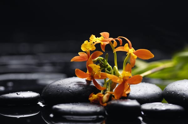 Обои вода, flowers, орхидея, чёрные камни, лепестки, Orchid, water, tenderness, цветы, beauty, orange, black stones, орхидеи, petals, капли, оранжевая, красота, drops, нежность