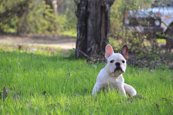 Обои французский бульдог, трава, щенок, French Bulldog