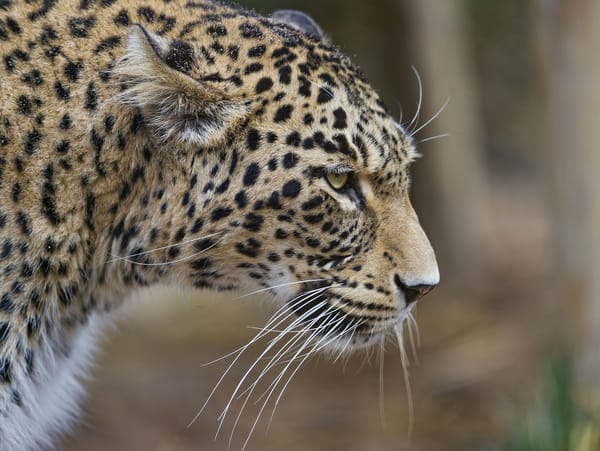 Обои кошка, персидский, профиль, ©Tambako The Jaguar, леопард