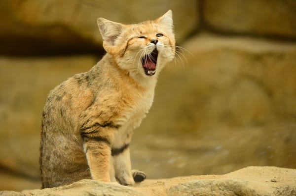 Обои язык, sand cat, барханная кошка, зевает, кошка, песчаный кот, взгляд