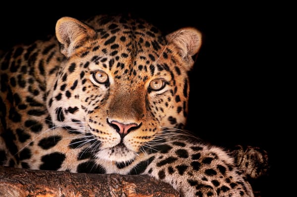 Обои леопард, смотрит, Magnificent leopard