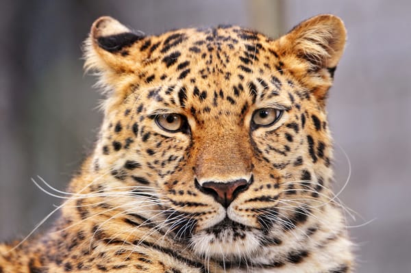 Обои Леопард, барс, Panthera pardus, пантера, большая кошка