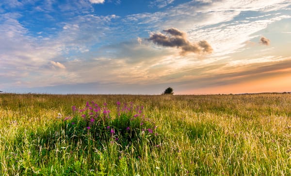 Обои цветы, вечер, вереск, Великобритания, Западный Суссекс, West Sussex, пейзаж, трава, Англия, закат, поле, Great Britain, England, природа