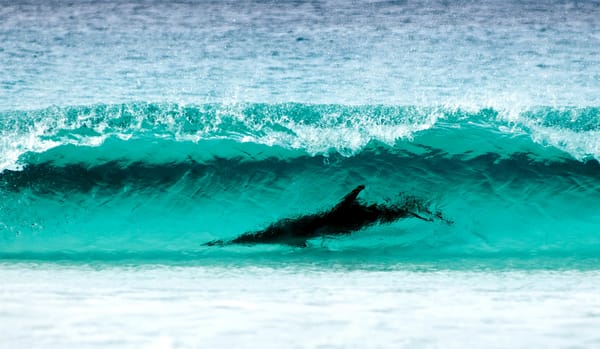 Обои sea, wave turquoise color, Le Grand NP, shore, Cape, breathtaking sight, nature, dolphin, Surfing, water