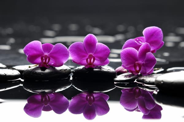 Обои Spa, камни, цветы, purple flowers, капельки, фиолетовые, отражение, спа