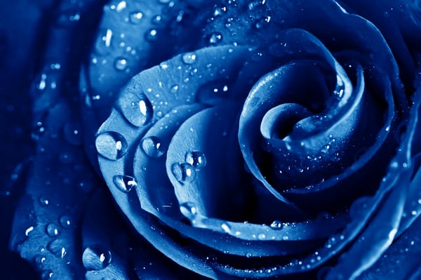 Обои The blue rose, голубая, макро, роза