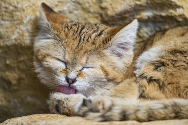Обои кошка, умывание, морда, ©Tambako The Jaguar, барханная кошка, песчаный кот, язык