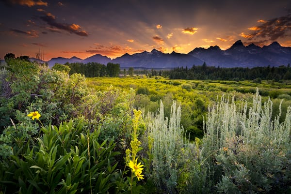 Обои цветы, горы, деревья, национальный парк, Grand Teton National Park, зелень, сосны, поле, США, Wyoming, USA, Snake River, закат, Вайоминг, Гранд-Титон, лес, вечер, облака