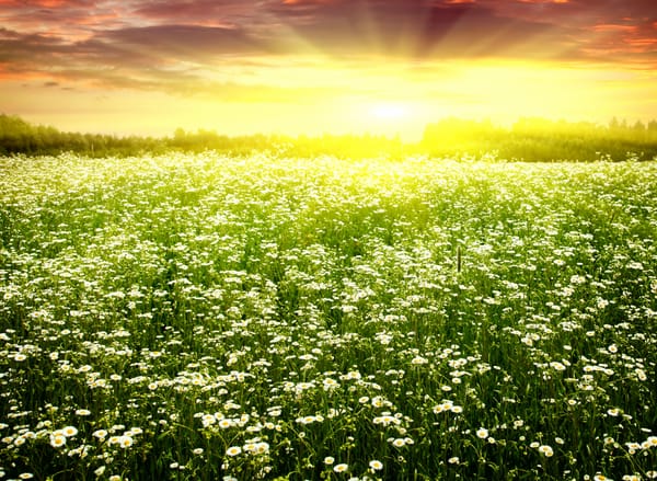 Обои Spring camomiles, field, цветение, солнце, ослепительное, ромашки, весна, поле