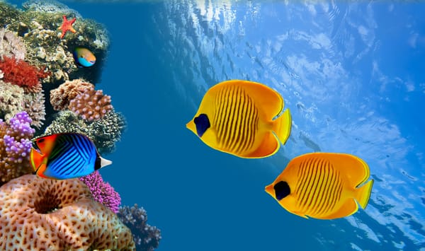 Обои колонии кораллов, fish, coral colony, Таиланд, рыба, underwater, океан, ocean, Siam Bay, Thailand, под водой, риф, reef