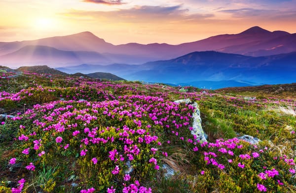 Обои горы, nature, природа, солнечный свет, flower field, sky, landscape, sunlight, mountains, цветочном поле, пейзаж, небо