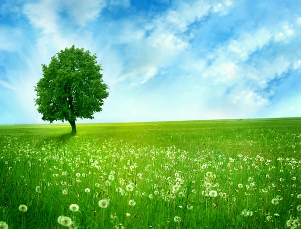 Обои Greenlands, silent tree, голубое, облака, небо, одинокое, одуванчики, dandelions, простор, дерево, поле, зелёное