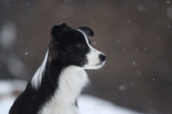 Обои Бордер колли, летит, зима, border collie, снег