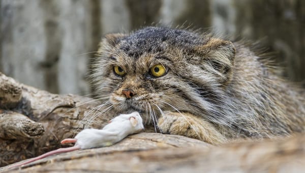 Обои мышь, взгляд, кошка, ©Tambako The Jaguar, манул