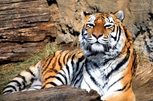 Обои тигр, хищник, большая кошка, млекопитающее, Panthera tigris, зверь