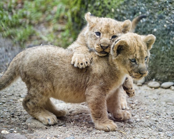 Обои кошка, котёнок, львёнок, львята, детёныш, ©Tambako The Jaguar, пара