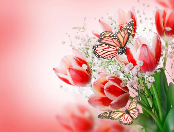 Обои цветы, tulips, букет, bouquet, тюльпаны розовые, tulips pink, flowers and butterflies, butterflies, flowers, бабочки