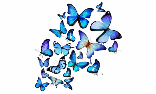 Обои синие, blue butterfly, бабочки