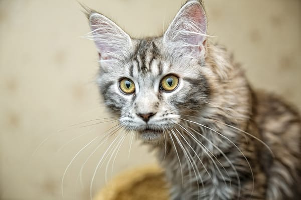 Обои кошка, фотограф, Евгений Апин, photographer, глаза, cat, Evgeniy Apin, photography