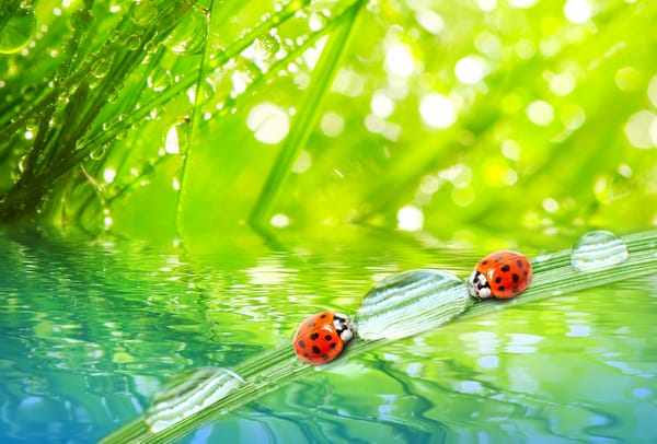 Обои трава, макро, the grass, божьи коровки, nature, вода, роса, the dew drops, macro, природа, ladybugs, утро, morning, water, капли
