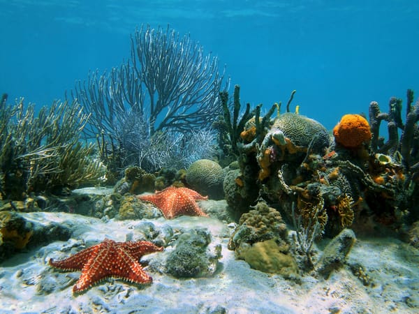 Обои sand, ocean, coral, tropical, underwater, reef, starfish