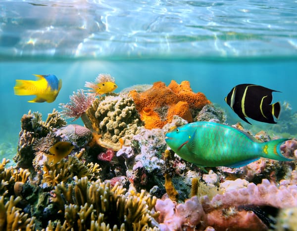 Обои fishes, reef, ocean, underwater, tropical, coral